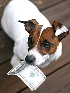 do you tip a groomer petiquette how much should you tip your walker this dogs pet news do you tip a groomer petiquette how much should you tip your walker this dogs pet news