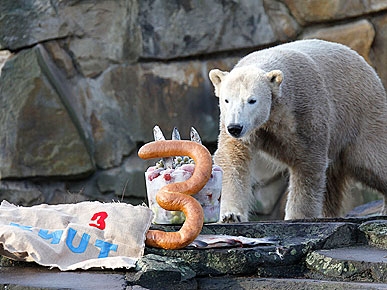 PHOTO: Knut the Polar Bear Turns 3!