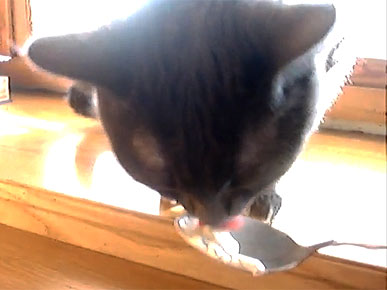 Monday's Funny Video: Cat Says 'Nom Nom Nom' ... Out Loud!