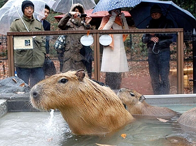PHOTO: World's Largest Rodents Get Their Own Capybara Spa in Japan