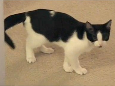 Thursday's Funny Video: Conan the Cat Chases His Tail!