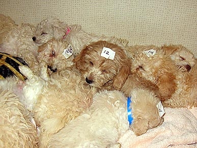 Buying a Christmas Puppy? Think Twice Before You Do