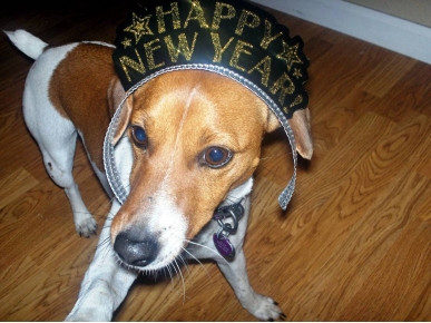 Photo Contest: Show Us Your New Year's Eve Pets!