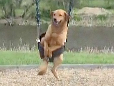 Friday's Funny Video: Dogs Rides Playground Swing!