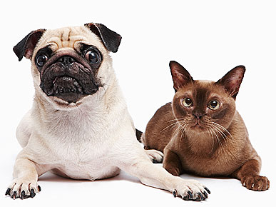 Buddy and Lucy Among the Most Popular Adopted Pet Names of 2009