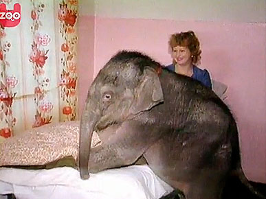 Tuesday's Funny Video: Baby Elephant Spends Christmas with Humans
