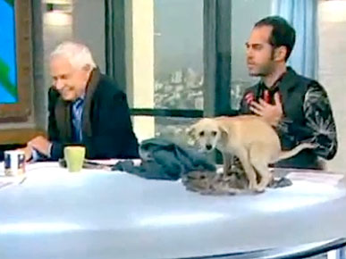 Wednesday's Funny Video: Puppy Goes Potty During Live News Segment!