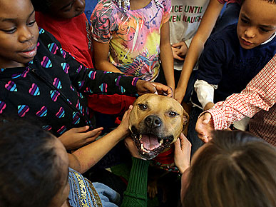Former Michael Vick Pit Bull Enjoying New Life As Therapy Dog