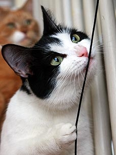 Bizarre but True: U.K. Woman Calls Police over Kitty Playing with String
