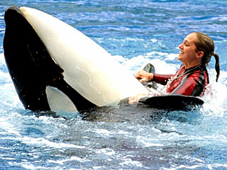 Witnesses Say Trainer Was Pulled from Whale's Mouth
