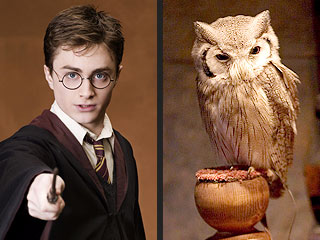 Harry Potter Causes Owl Problem in India