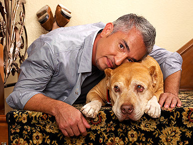 Cesar Millan's Beloved Pit Bull Daddy Dies at 16