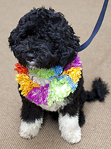 The Water Bowl: Bo Vacations in Hawaii! Plus, Very Ugly Cat Has Chest Hair
