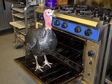 U.K. Turkey Who Loves the Oven Spared from the Dinner Table