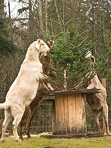 Rescued Goats Eat Discarded Christmas Trees Like 'Candy'
