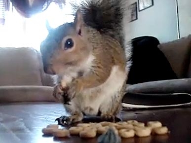 Tuesday's Funny Video: Squirrel Thinks He's a Cat!