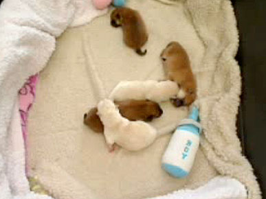 The Puppy Cam Returns with a New Litter!