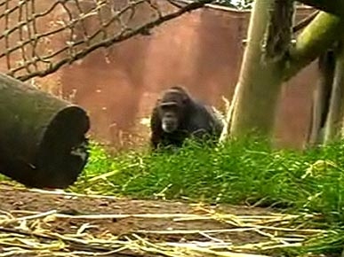 The Water Bowl: Chimps Film Their Own Documentary; Plus: Dog Scares Off Woman's Attacker!