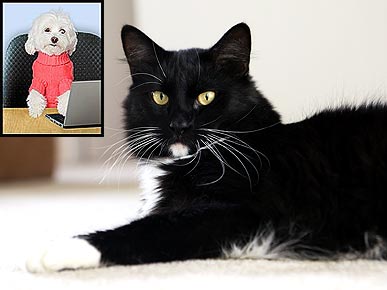 Ask Ethel: Breaking the Cat Myth