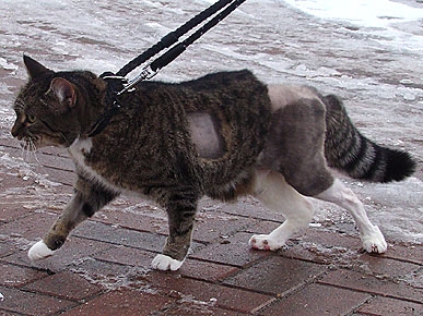 Missy Is World's First Cat to Have Artificial Knee Replacement