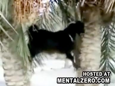 Monday's Funny Video: Goat Climbs a Tree!