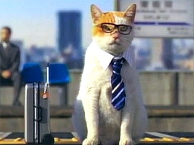 Tuesday's Funny Video: Businessman Kitty Seals the Deal!