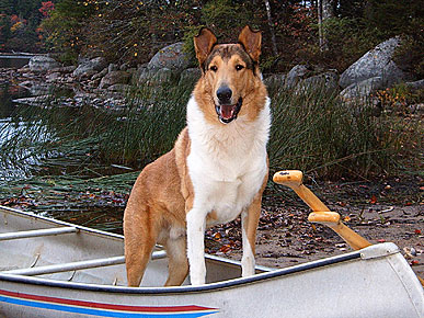 Dog Show and Tell: Deacon the Collie Chases Down Wild Bears!