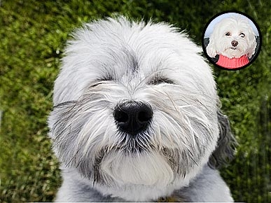 Ask Ethel: Cell Phone Ring Causes Dog to Hump!