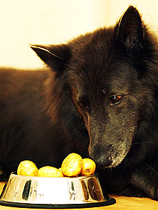 Pass the Tissues! Joey the Dog Is Allergic to Everything