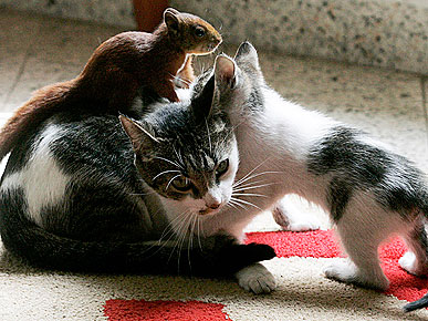 PHOTO: Rescued Squirrel's New Mom Is a Cat