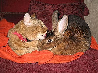 Caption Contest: Cat Takes Care of Bunny