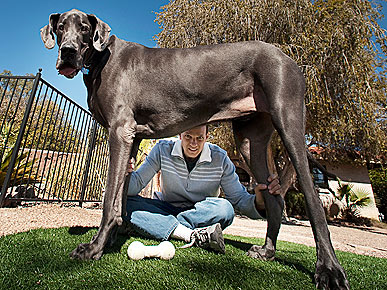 Meet Giant George, the New World's Tallest Dog!