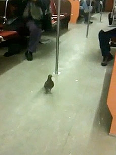 Friday's Funny Video: Henry the Pigeon Rides the Subway!