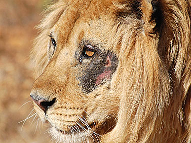 Sanctuary Gives Blind Lion a New Lease on Life