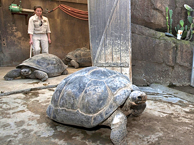 The Water Bowl: 17 Tortoises to Get Their House Rehabbed; Plus, Goat on a Police Chase!