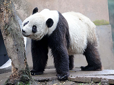 The Water Bowl: Panda Fans Head To China To Scoop Poop! Plus, Can Dogs Help Childhood Eczema?