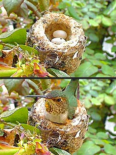 Hummingbird Cam Brings You Live-Streamed Beauty