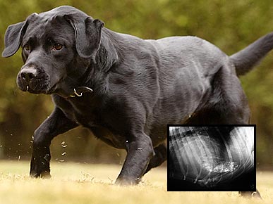 Dog's Cancer Scare Turns Out to Be a Soccer Ball