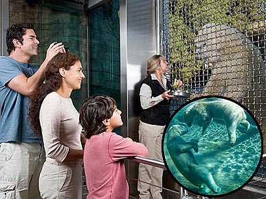 San Diego Zoo Unveils New Polar Bear Plunge