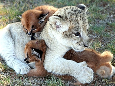 PHOTO: Baby Lion Buddies Up to Abandoned Caracals