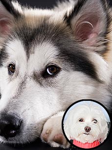 Ask Ethel: Shy Dog Gets Sad When Her Friend Goes Away