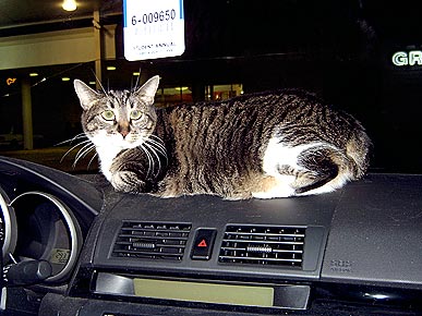 Animal D'Oh! Chasey the Cat Thinks She's a GPS