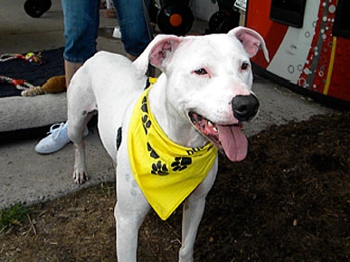 Adopt Me! Once Abused, Pit-Bull Mix Brian Still Has Love in His Heart