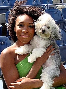 Venus Williams Loves Her 'Impulse Buy,' Havanese Harold