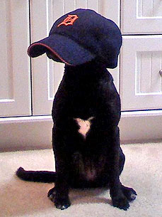 Caption Contest: Very Smart Dog Thinks She's Invisible!