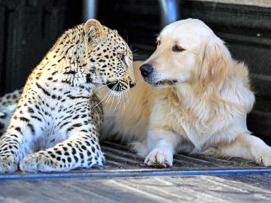 When Opposites Attract! Dog and Leopard Fall in Love