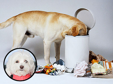 Ask Ethel: Why Does My Dog Dig Through the Bathroom Trash?