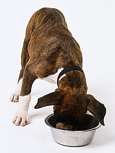 The Water Bowl: What Should You Feed Your Pet? Plus, 'Doglers' Are Watching Your Pets