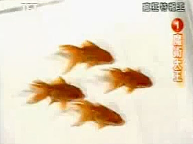 Monday's Funny Video: Synchronized Swimming with the Fishes