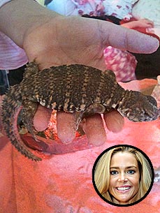 Denise Richards Adopts 2 Lizards for her Daughters
